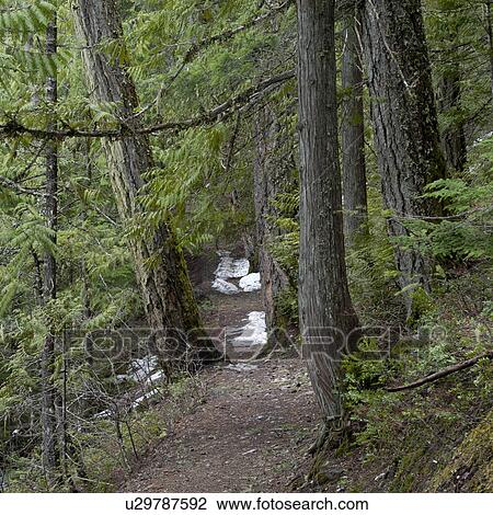 Stock Image - Trees in a forest, Nairn Falls Provincial Park, Whistler, British Columbia, Canada. Fotosearch