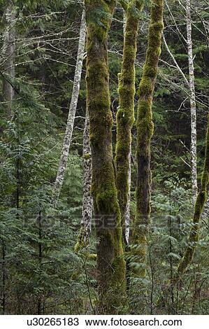 Stock Image - Trees in a forest, Shannon Falls Provincial Park, British Columbia, Canada. Fotosearch