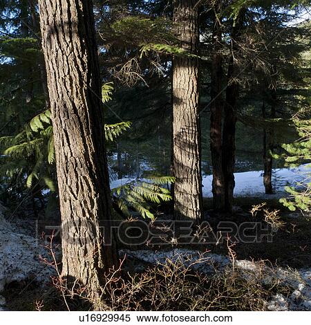 Stock Photography - Trees in a forest, Whistler, British Columbia, Canada. Fotosearch