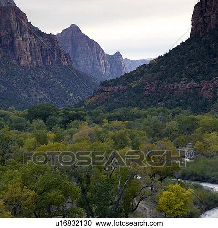 Trees in a forest with a mountain range in the background, Zion National Park, Utah, USA View Large Photo Image Stock Image - Trees in a forest with a mountain range in the background, Zion National Park, Utah, USA. Fotosearch