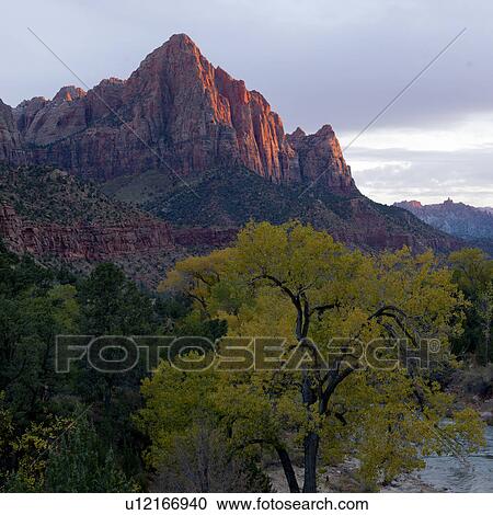 Trees in a forest with mountain range in the background, Zion National Park, Utah, USA View Large Photo Image Stock Image - Trees in a forest with mountain range in the background, Zion National Park, Utah, USA. Fotosearch