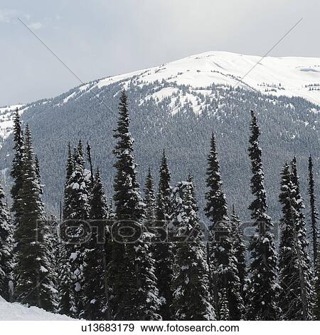 Trees in a forest with snowcapped mountain in the background, Whistler, British Columbia, Canada View Large Photo Image Stock Photo - Trees in a forest with snowcapped mountain in the background, Whistler, British Columbia, Canada. Fotosearch
