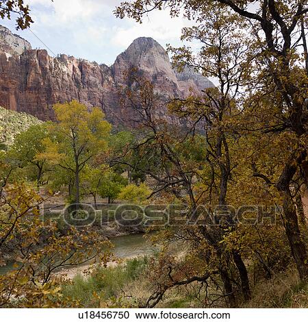 Trees in a forest, Zion National Park, Utah, USA View Large Photo Image Stock Image - Trees in a forest, Zion National Park, Utah, USA. Fotosearch