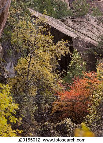 Trees in a forest, Zion National Park, Utah, USA View Large Photo Image Stock Image - Trees in a forest, Zion National Park, Utah, USA. Fotosearch