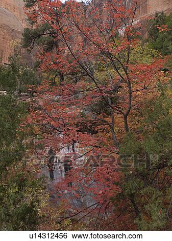 Trees in a forest, Zion National Park, Utah, USA View Large Photo Image Stock Photograph - Trees in a forest, Zion National Park, Utah, USA. Fotosearch