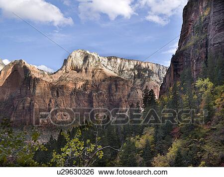 Stock Photograph - Trees in a forest, Zion National Park, Utah, USA. Fotosearch
