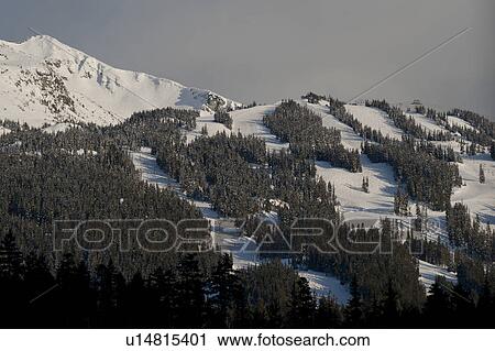 Stock Image - Trees in snowy valley, Whistler, British Columbia, Canada. Fotosearch