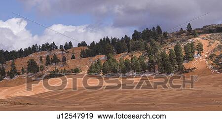 Stock Photo - Trees on a hill, Coral Pink Sand Dunes State Park, Utah, USA. Fotosearch