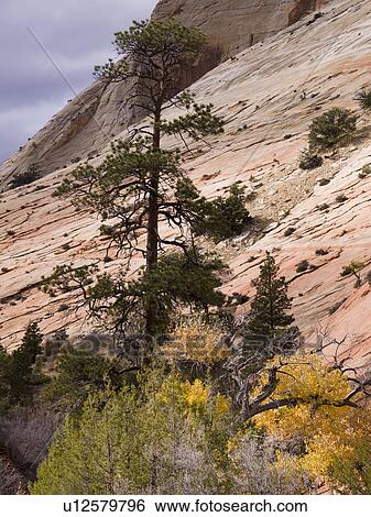 Stock Photograph - Trees on a hill, Zion National Park, Utah, USA. Fotosearch
