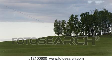 Trees on a landscape, Northern Alberta, Alberta, Canada View Large Photo Image Stock Image - Trees on a landscape, Northern Alberta, Alberta, Canada. Fotosearch