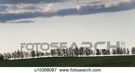 Trees on a landscape, Northern Alberta, Alberta, Canada View Large Photo Image Stock Photo - Trees on a landscape, Northern Alberta, Alberta, Canada. Fotosearch
