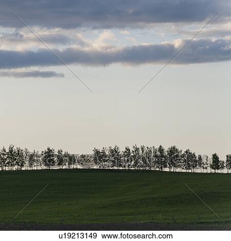 Stock Photo - Trees on a landscape, Northern Alberta, Alberta, Canada. Fotosearch