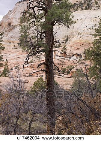 Trees on a mountain, Zion National Park, Utah, USA View Large Photo Image Picture - Trees on a mountain, Zion National Park, Utah, USA. Fotosearch