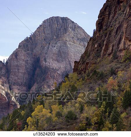 Trees on a mountain, Zion National Park, Utah, USA View Large Photo Image Stock Image - Trees on a mountain, Zion National Park, Utah, USA. Fotosearch