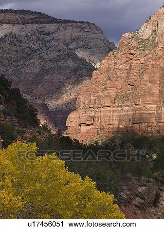 Trees on a mountain, Zion National Park, Utah, USA View Large Photo Image Stock Image - Trees on a mountain, Zion National Park, Utah, USA. Fotosearch