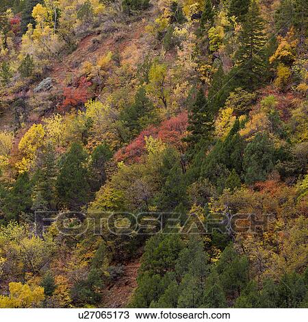 Trees on a mountain, Zion National Park, Utah, USA View Large Photo Image Stock Image - Trees on a mountain, Zion National Park, Utah, USA. Fotosearch