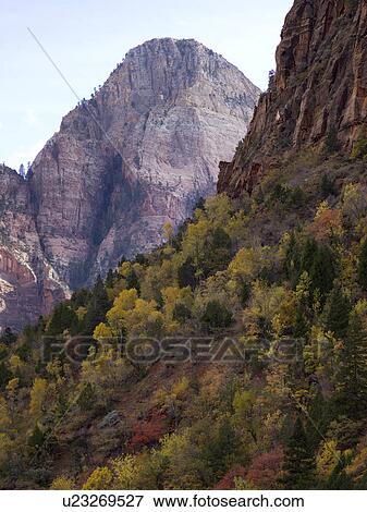 Stock Photo - Trees on a mountain, Zion National Park, Utah, USA. Fotosearch