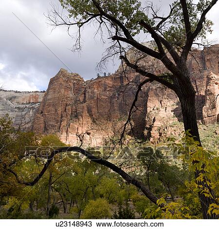 Trees with rocks in the background, Zion National Park, Utah, USA View Large Photo Image Stock Image - Trees with rocks in the background, Zion National Park, Utah, USA. Fotosearch