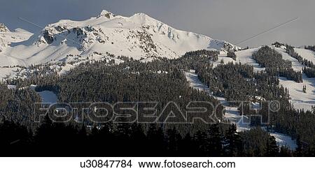 Picture - Trees with snow covered mountains in winter, Whistler, British Columbia, Canada. Fotosearch