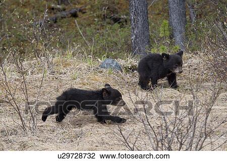 Two Black bear cubs (Ursus americanus) playing in a forest, Jasper National Park, Alberta, Canada View Large Photo Image Stock Image - Two Black bear cubs (Ursus americanus) playing in a forest, Jasper National Park, Alberta, Canada. Fotosearch