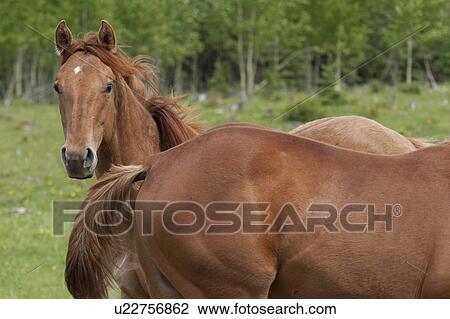 Two horses in a ranch, Northern Alberta, Alberta, Canada View Large Photo Image Stock Image - Two horses in a ranch, Northern Alberta, Alberta, Canada. Fotosearch