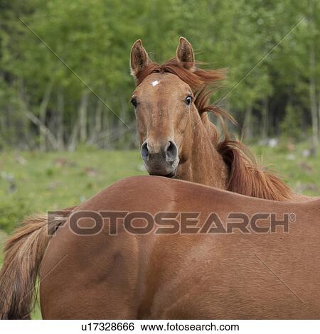 Two horses in a ranch, Northern Alberta, Alberta, Canada View Large Photo Image Stock Photograph - Two horses in a ranch, Northern Alberta, Alberta, Canada. Fotosearch