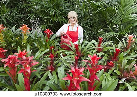 Portrait of a happy senior florist watering plants in greenhouse View Large Photo Image Stock Image - Portrait of a happy senior florist watering plants in greenhouse. Fotosearch