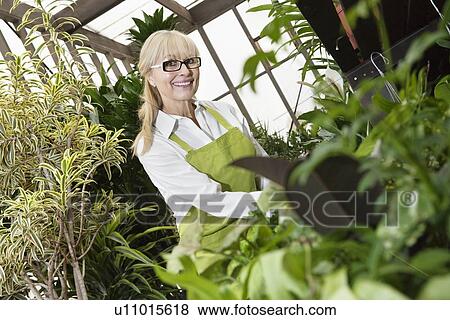Portrait of a happy senior gardener cultivating plants in greenhouse View Large Photo Image Stock Photo - Portrait of a happy senior gardener cultivating plants in greenhouse. Fotosearch