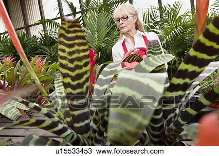 Senior female gardener working in greenhouse View Large Photo Image Stock Image - Senior female gardener working in greenhouse. Fotosearch