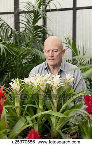 Stock Photograph - Senior man in botanical garden center. Fotosearch