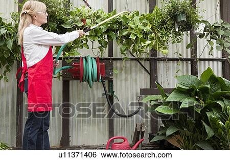 Stock Photograph - Side view of senior female gardener spraying pesticide on plants in garden center. Fotosearch