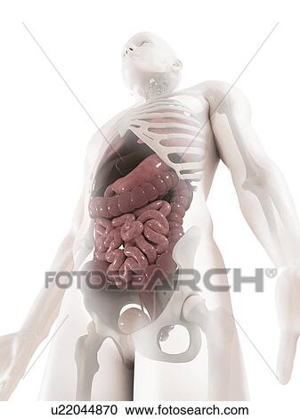 Abdominal anatomy, computer artwork. View Large Photo Image Stock Image - Abdominal anatomy, computer artwork.. Fotosearch