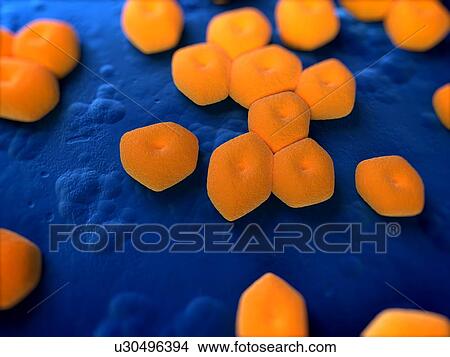 Acinetobacter sp. bacteria, computer artwork. View Large Photo Image Picture - Acinetobacter sp. bacteria, computer artwork.. Fotosearch
