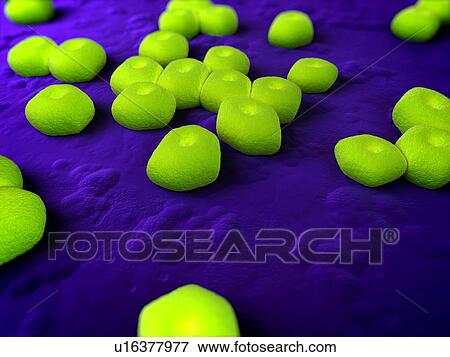 Stock Photo - Acinetobacter sp. bacteria, computer artwork.. Fotosearch