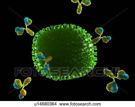 Picture - Antibodies attacking influenza virus particle, computer artwork.. Fotosearch
