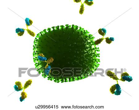 Antibodies attacking influenza virus particle, computer artwork. View Large Photo Image Stock Photography - Antibodies attacking influenza virus particle, computer artwork.. Fotosearch