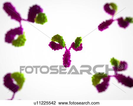 Antibodies. Computer artwork of an antibody, or immunoglobulin, molecules. View Large Photo Image Stock Image - Antibodies. Computer artwork of an antibody, or immunoglobulin, molecules.. Fotosearch