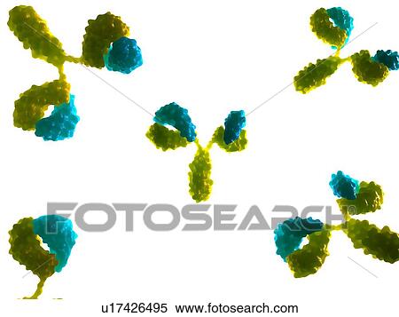 Stock Photography - Antibodies. Computer artwork of an antibody, or immunoglobulin, molecules.. Fotosearch
