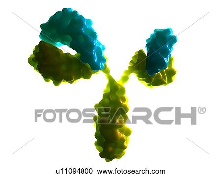 Stock Image - Antibody. Computer artwork of an antibody, or immunoglobulin, molecule.. Fotosearch