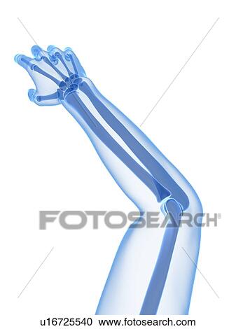 Stock Image - Arm bones, computer artwork.. Fotosearch