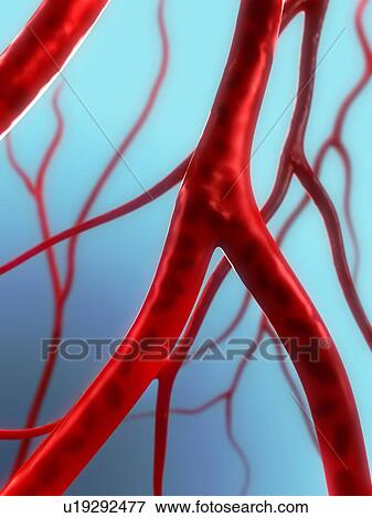 Stock Photo - Arteries, computer artwork.. Fotosearch