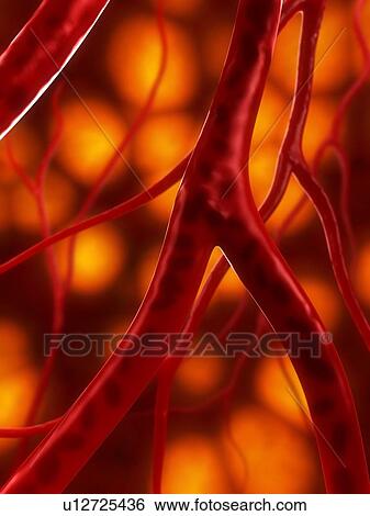 Stock Photograph - Arteries, computer artwork.. Fotosearch