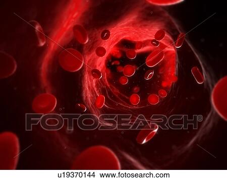 Artery. Computer artwork of erythrocytes (red blood cells) in an artery. View Large Photo Image Picture - Artery. Computer artwork of erythrocytes (red blood cells) in an artery.. Fotosearch