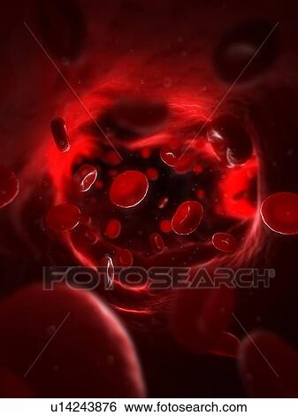 Artery. Computer artwork of erythrocytes (red blood cells) in an artery. View Large Photo Image Stock Photograph - Artery. Computer artwork of erythrocytes (red blood cells) in an artery.. Fotosearch