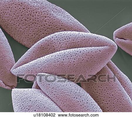 Asparagus (Asparagus officinalis) pollen grains, coloured scanning electron micrograph (SEM). Magnification: x2000 when printed at 10 centimetres wide. View Large Photo Image Stock Image - Asparagus (Asparagus officinalis) pollen grains, coloured scanning electron micrograph (SEM). Magnification: x2000 when printed at 10 centimetres wide.. Fotosearch