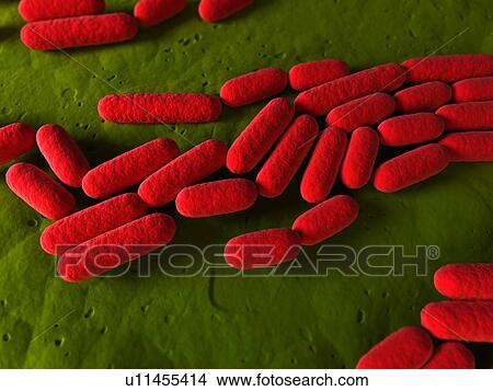 Picture - Bacillus subtilis bacteria, conceptual computer artwork.. Fotosearch