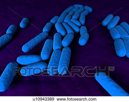 Stock Photo - Bacillus subtilis bacteria, conceptual computer artwork.. Fotosearch