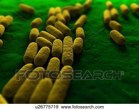 Stock Photo - Bacillus subtilis bacteria, conceptual computer artwork.. Fotosearch