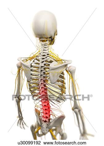 Back pain, conceptual computer artwork. View Large Photo Image Stock Image - Back pain, conceptual computer artwork.. Fotosearch