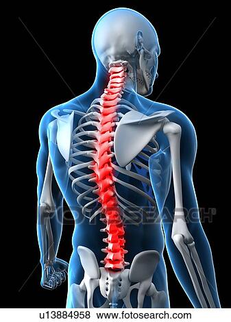 Back pain, conceptual computer artwork. View Large Photo Image Stock Photo - Back pain, conceptual computer artwork.. Fotosearch